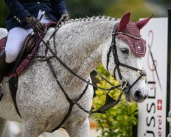 Springpferd La Fleur 62 (Deutsches Reitpferd, 2010, von Unbekannt)