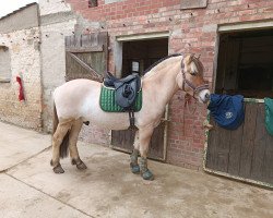 horse Silian (Fjord Horse, 2018, from Fjordbækken’s Sidan)