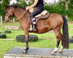 Zuchtstute Merle (New-Forest-Pony, 2000, von Anydale Ron)