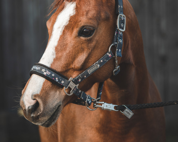 broodmare Classic Lady D (German Riding Pony, 2016, from Laudatio)