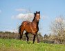 jumper Diarolus Athletic CH (Swiss Warmblood, 2010, from Diamant de Semilly)