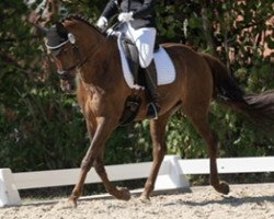 dressage horse Jedermanns Liebling (Oldenburg, 2006, from Glock's Johnson Tn)