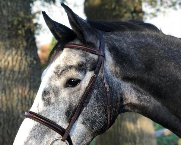 jumper Calino - Grey (German Sport Horse, 2017, from Cassoulet)