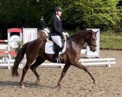 dressage horse Bobbicello S (Westphalian, 2019, from By your Side 3)