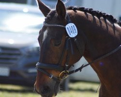 dressage horse Pauline 310 (Mecklenburg, 2000, from Piment)