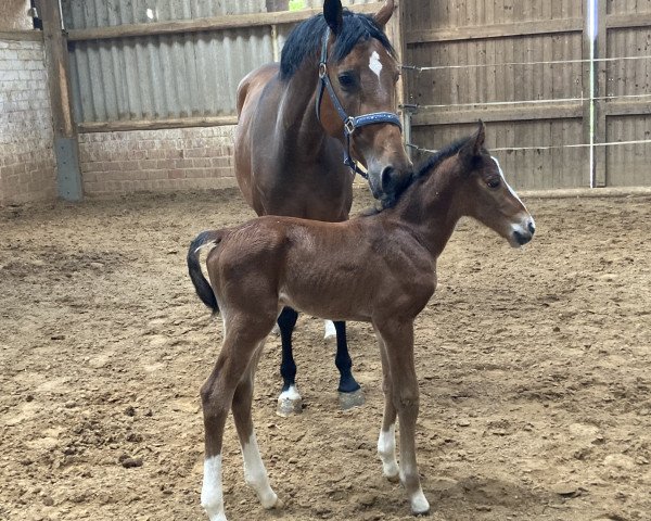 jumper Ordinja (Hanoverian, 2023, from DSP Oganero P)