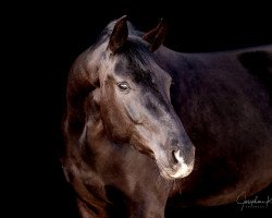 Pferd Fürst Finn (Hannoveraner, 2020, von Finest)