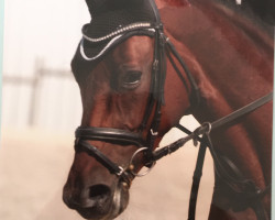 jumper Ginger 859 (KWPN (Royal Dutch Sporthorse), 2011, from Jupilot)