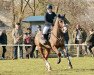 jumper Lennox Vom Neumühler Hof (German Sport Horse, 2012, from Lord Fantastic)