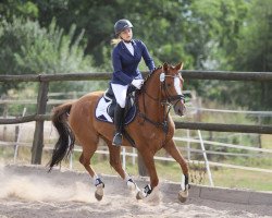 dressage horse Ballantine's Boston (Oldenburg, 2011, from Boston)