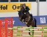 jumper Conbrio Von Der Mittelerde (Oldenburg show jumper, 2017, from Comme il Faut)