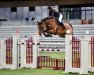 jumper Calvaro Blue (Oldenburg show jumper, 2009, from Chacco-Blue)