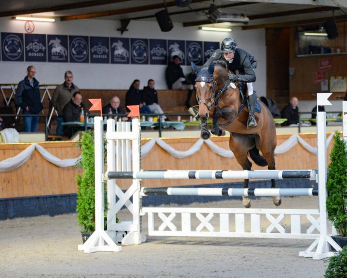 Springpferd Trinidad Me Z (Zangersheide Reitpferd, 2017, von Toulon)