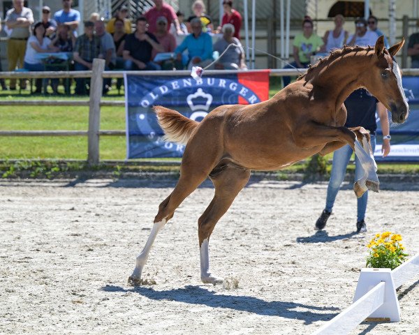 horse Hilda von der Mittelerde (Oldenburg show jumper, 2022, from Heartbreaker)