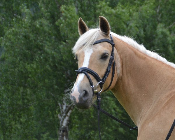 Dressurpferd Park's Titus (Deutsches Reitpony, 2001, von Park's Talent 37 NF)