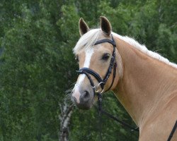 dressage horse Park's Titus (German Riding Pony, 2001, from Park's Talent 37 NF)