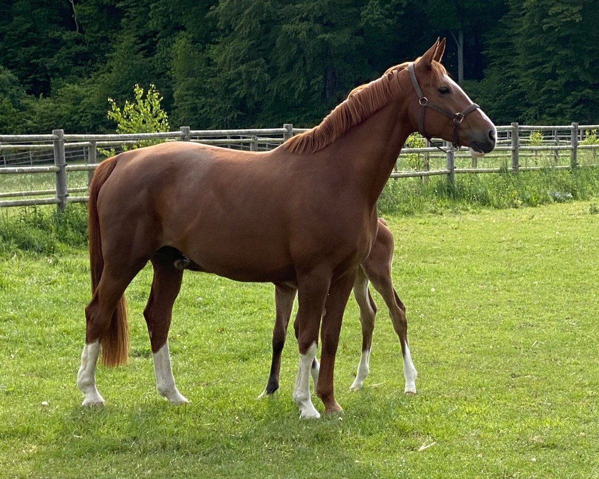 Zuchtstute Golden Moonlight (Hannoveraner, 2012, von Goldfever 3)