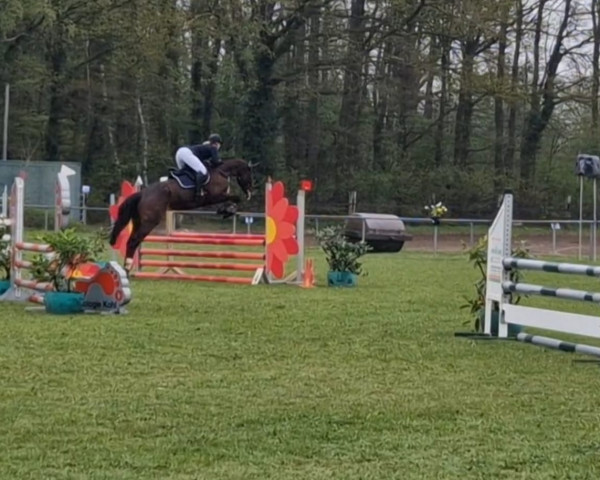 jumper Confetti Dream M (Oldenburg show jumper, 2018, from Canturano I)