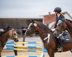 dressage horse Heitholms Beauty (German Riding Pony, 2009, from Hattrick)