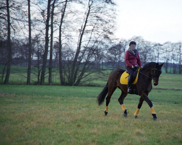 dressage horse Fürst Fritz Faisal (Westphalian, 2018, from Fürst Feragon)