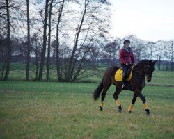 dressage horse Fürst Fritz Faisal (Westphalian, 2018, from Fürst Feragon)