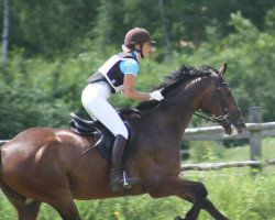 dressage horse Morrys 2 (Mecklenburg, 1998, from Methusalem)