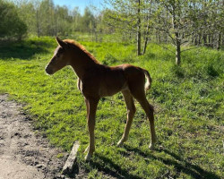 horse Jagger Chords (Oldenburg, 2023, from Jazzman)