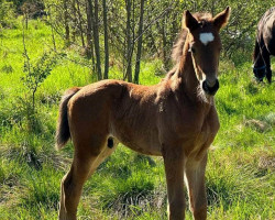 dressage horse Estoy Caramelo (Oldenburg, 2023, from Escolar)