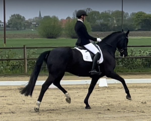 dressage horse Don Manni 3 (Westphalian, 2016, from Dante Weltino Old)