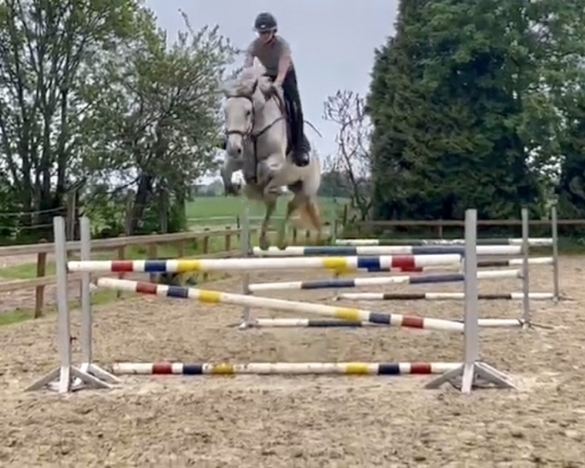 Springpferd Calina van de Kanaalweg (Anglo Europäisches Sportpferd, 2018, von Columbus Z 3)