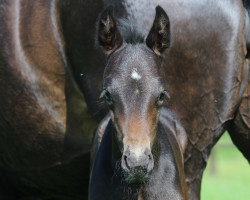 Dressurpferd Danse de Mai (Westfale, 2023, von Dancier Gold FRH)