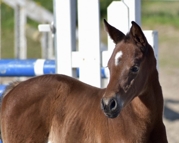 Pferd Camar Adriana (Trakehner, 2023, von Arian Shah ox)