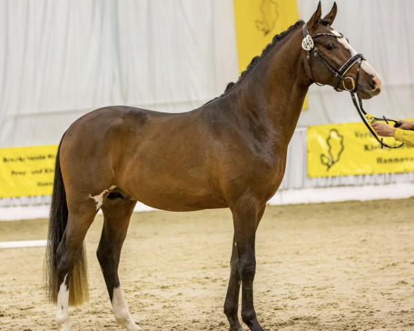 dressage horse Nevermind B (German Riding Pony, 2020, from Neverland WE)