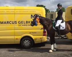 dressage horse Luzifer PK (Hanoverian, 2010, from Lissaro)