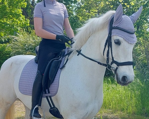 dressage horse Kilshanny May (Connemara Pony, 2010, from Oisin)