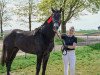 jumper Colvyn (Oldenburg show jumper, 2020, from Caroly)