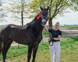 jumper Colvyn (Oldenburg show jumper, 2020, from Caroly)