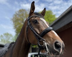 dressage horse Fire and Ice F (Westphalian, 2011, from Fineliner 2)