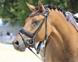 dressage horse Cheers Captain Morgan WE (German Riding Pony, 2015, from Kastanienhof Cockney Cracker)