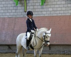 dressage horse Merlin (unknown, 2008)