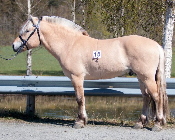 horse Berges Bamsebrakar (Fjord Horse, 2019, from Heggnes Balder)