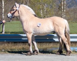 horse Sætras Kjekkas (Fjord Horse, 2020, from Bjørkely Prinsen)