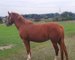 dressage horse Cevarina (German Riding Pony, 2018, from Caspar H 5)