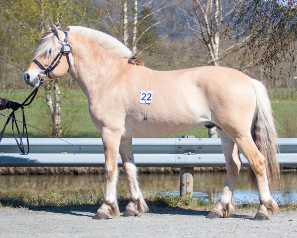 Pferd Katinas Loke (Fjordpferd, 2020, von Feedts Lindemann)