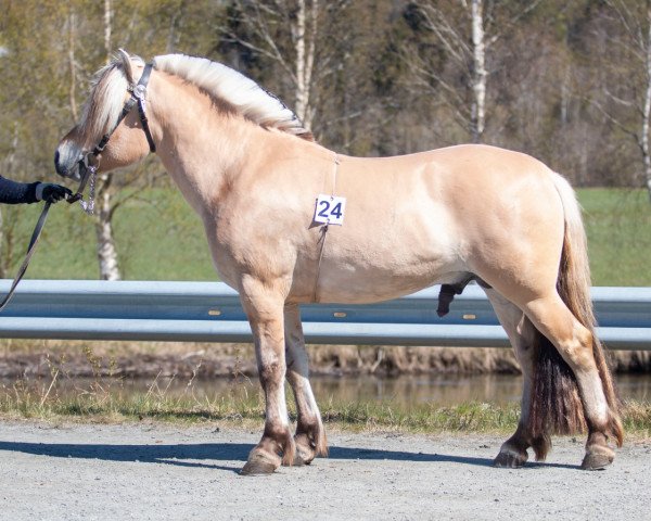 horse Runegård (NL) (Fjord Horse, 2020, from Kastanielystens Karant)