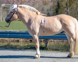 horse Åsleik (Fjord Horse, 2020, from Lyheims Leik)