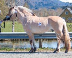 horse Sølkleppen (Fjord Horse, 2020, from Merinas Emil)