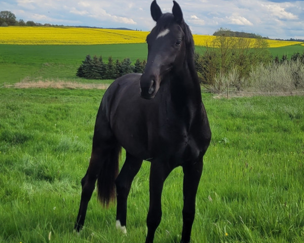 dressage horse For Evig (Hanoverian, 2021, from For Romance I)