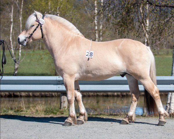 horse Gjerde Trygve (Fjord Horse, 2020, from Myras Viking N.2268)