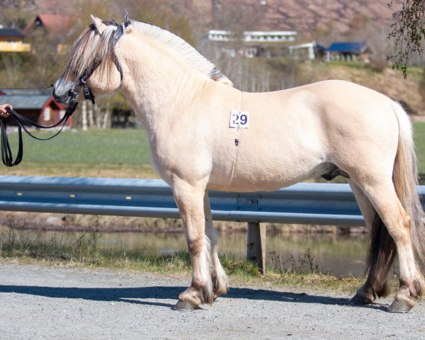 Pferd Alsli Heilo (Fjordpferd, 2020, von Røeds Nupar)